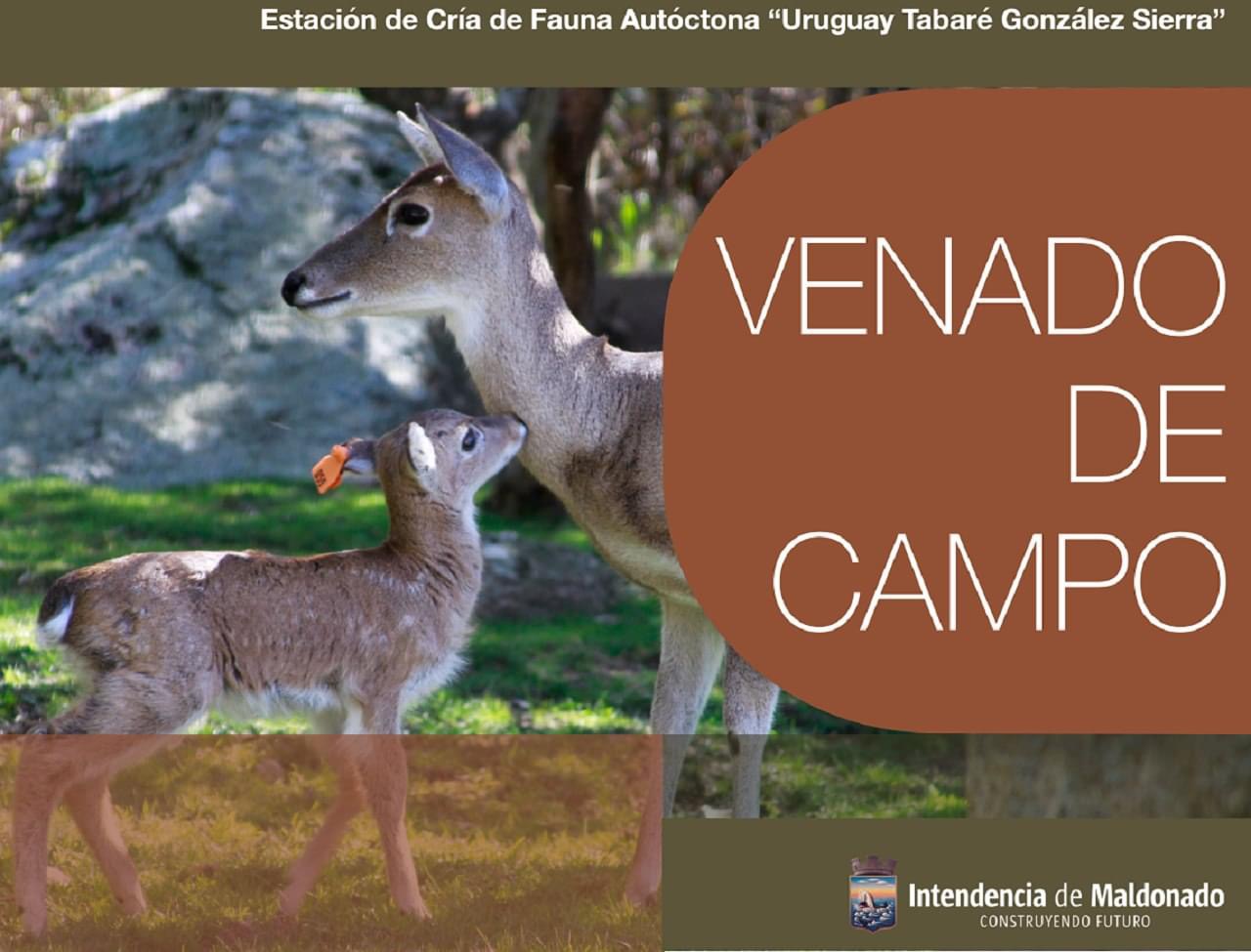 venado