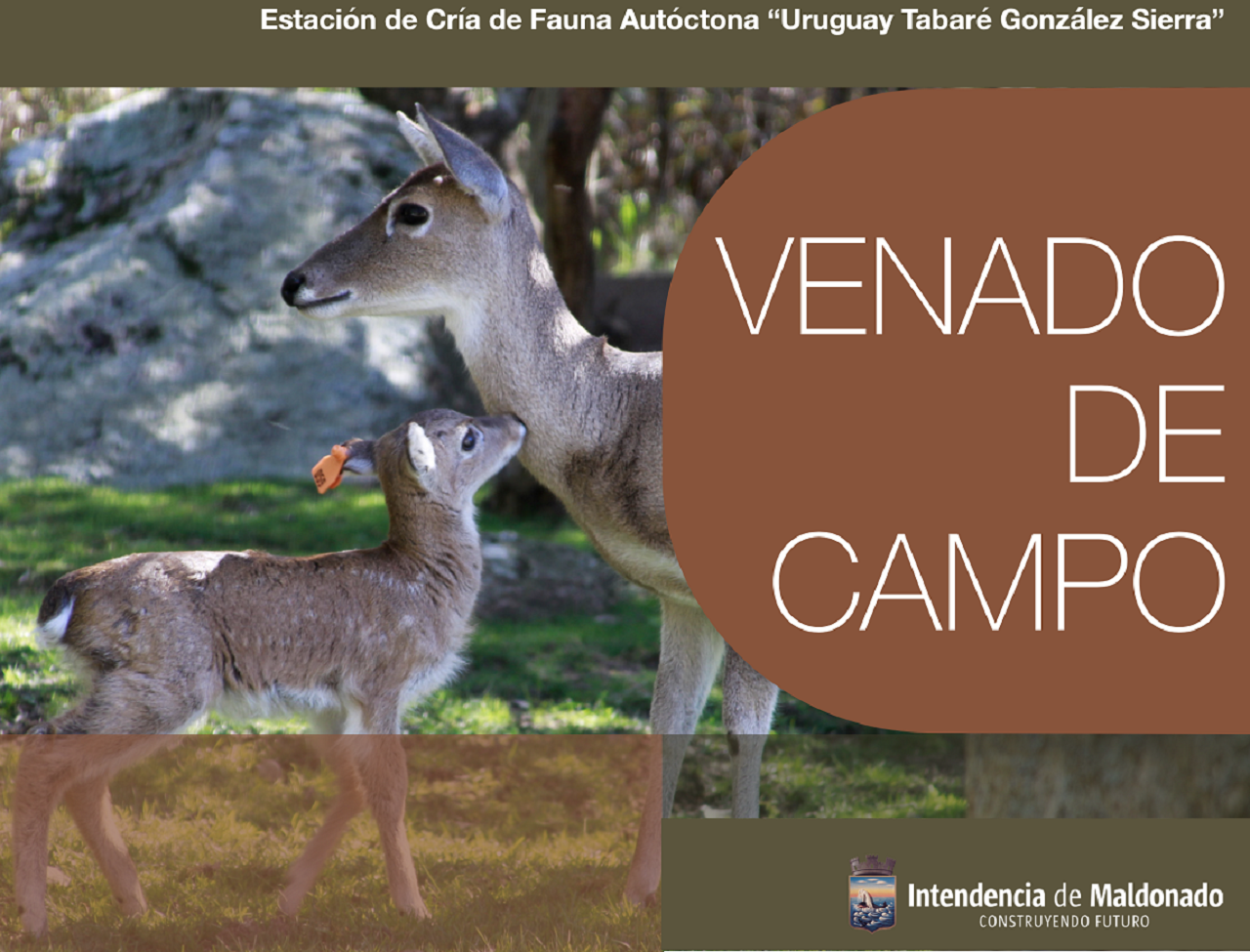 web venado de campo