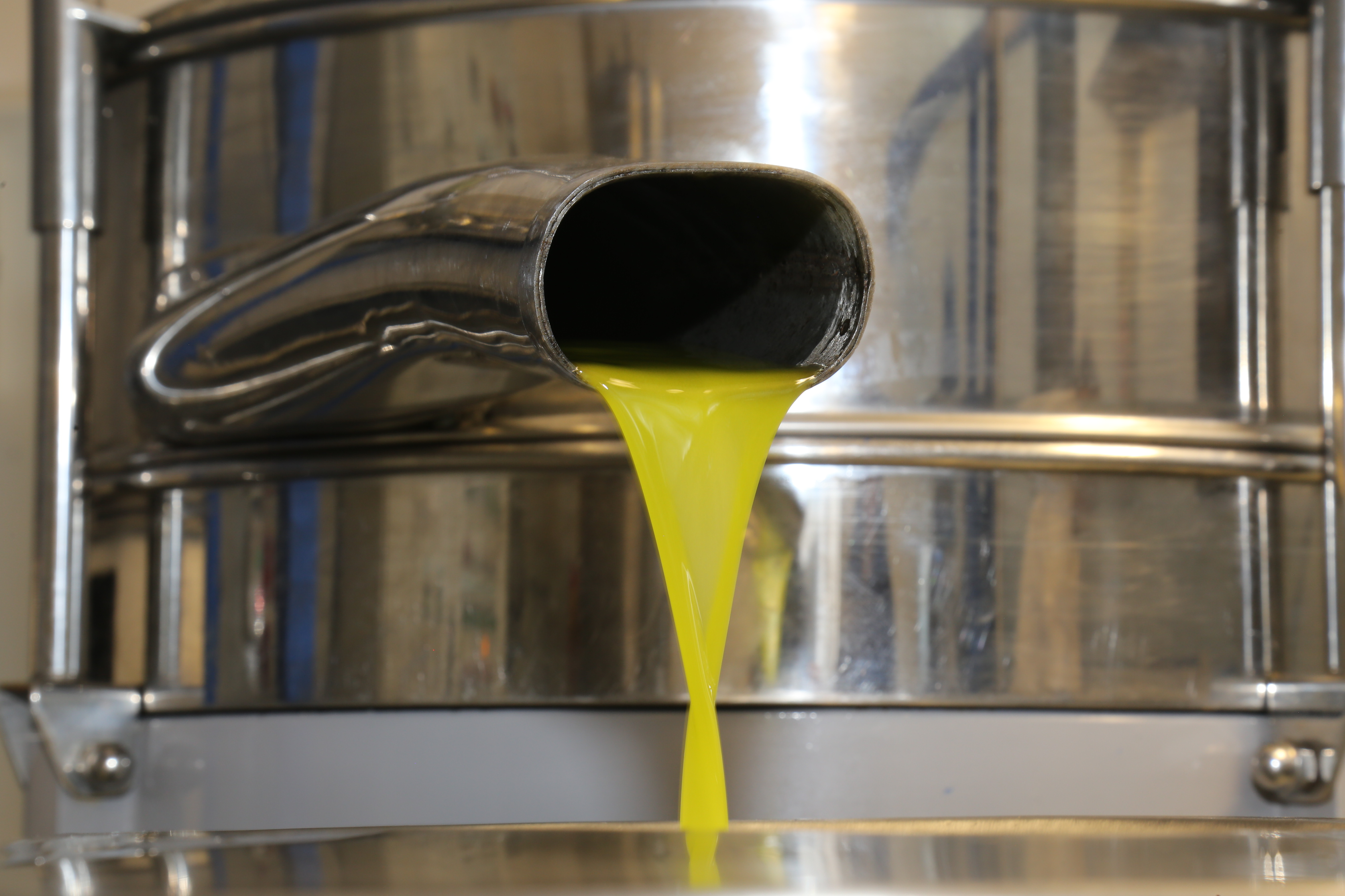 Camino de la Vid y los Olivos