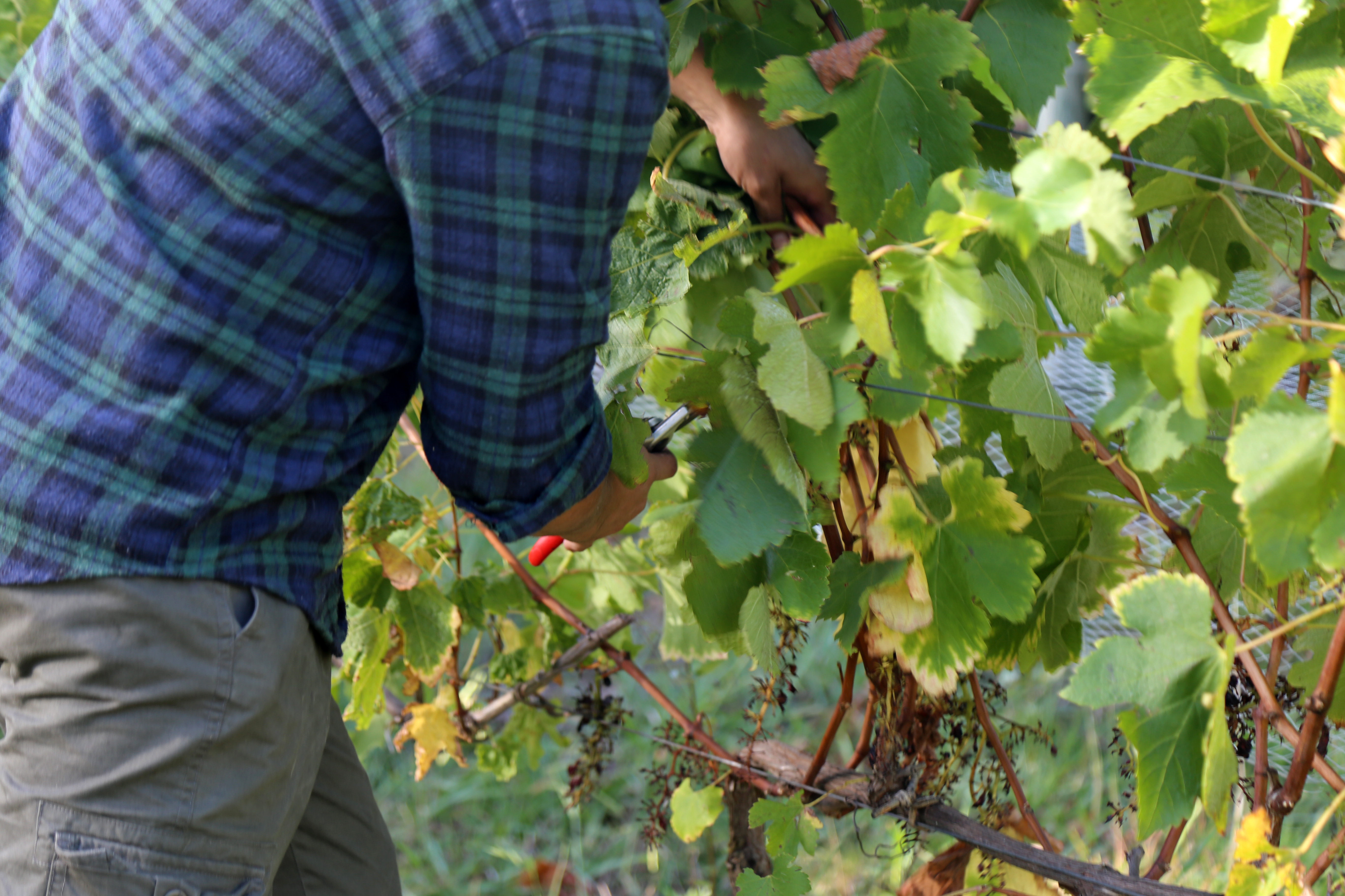 Camino de la Vid y los Olivos