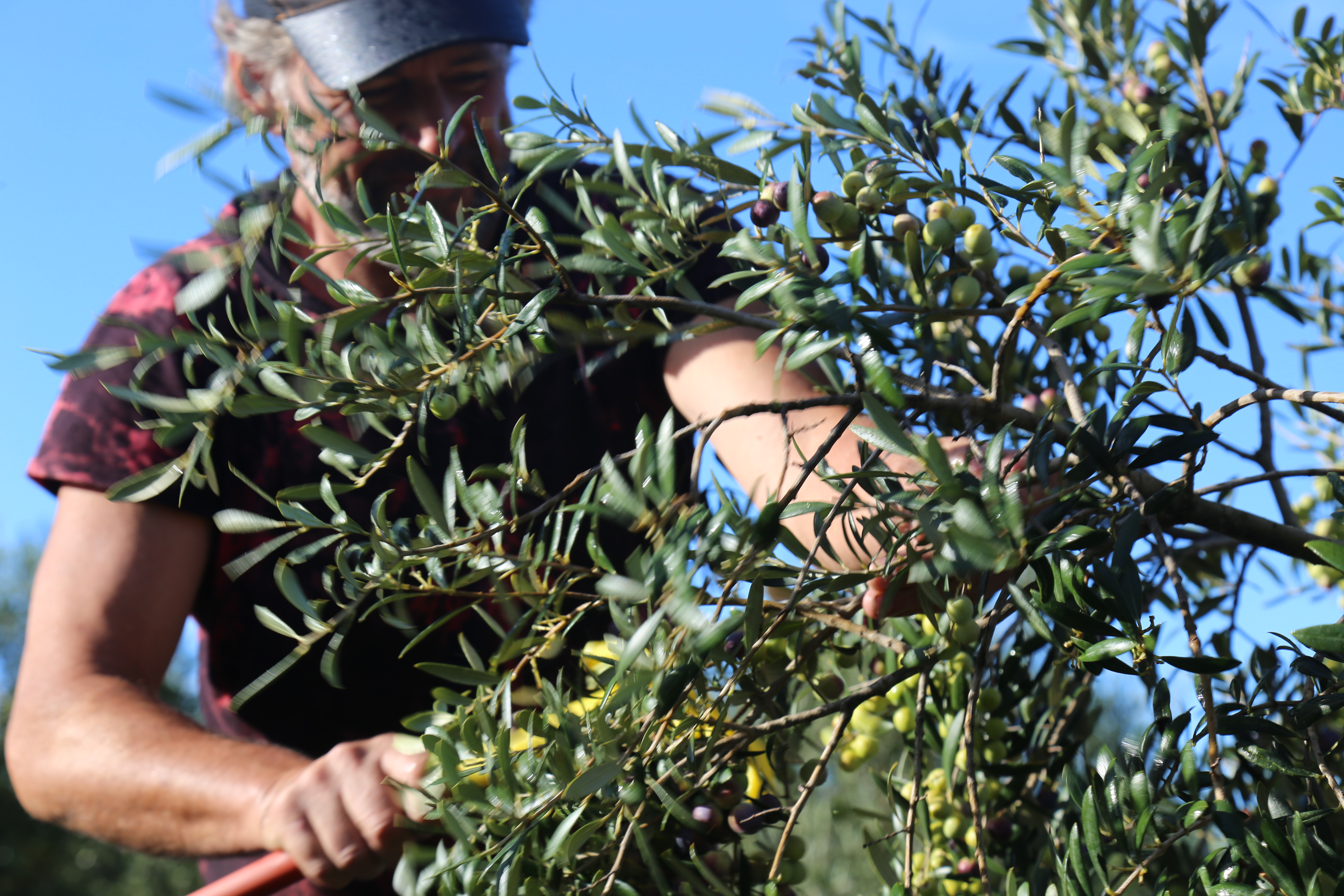 Camino de la Vid y los Olivos