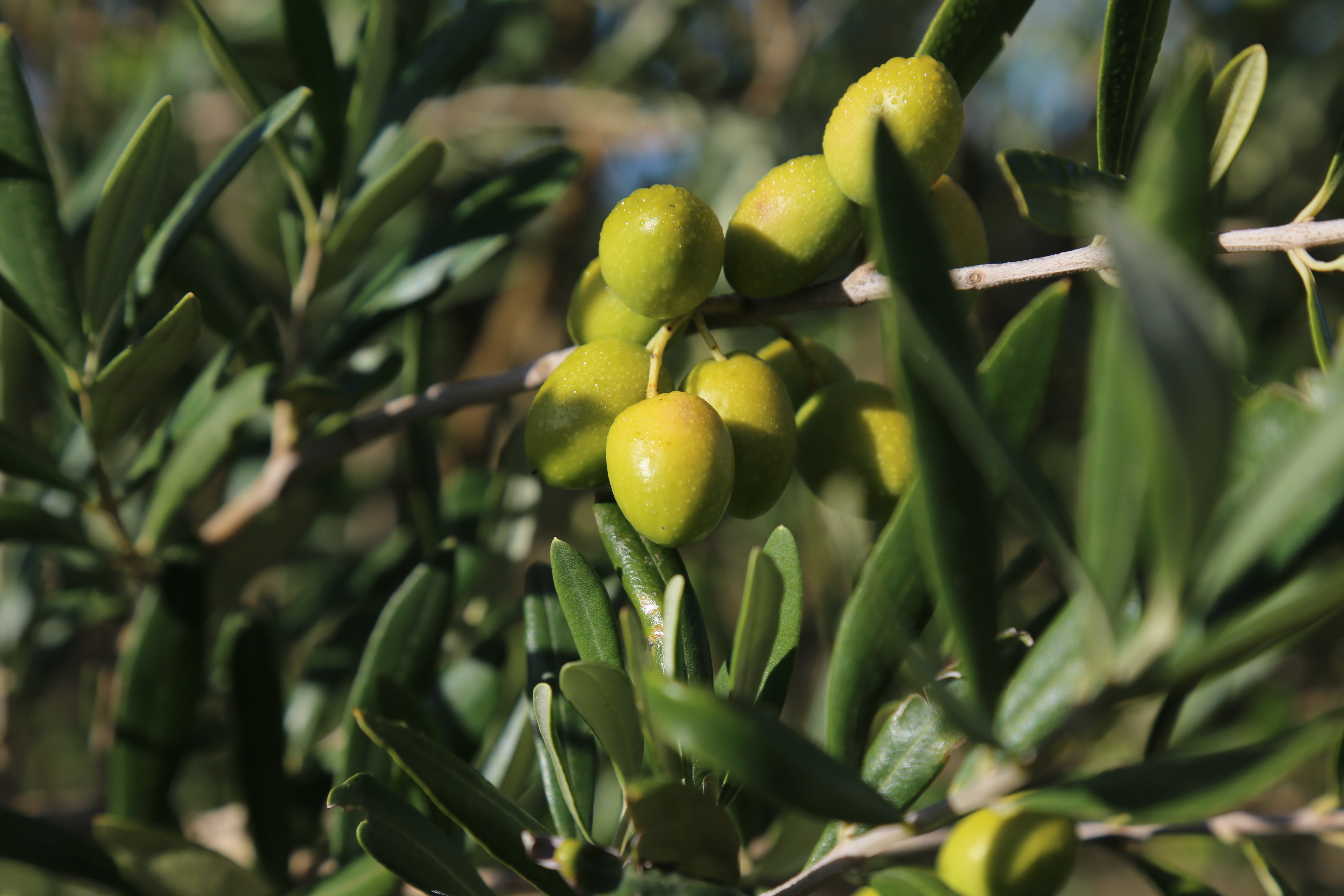 Camino de la Vid y los Olivos