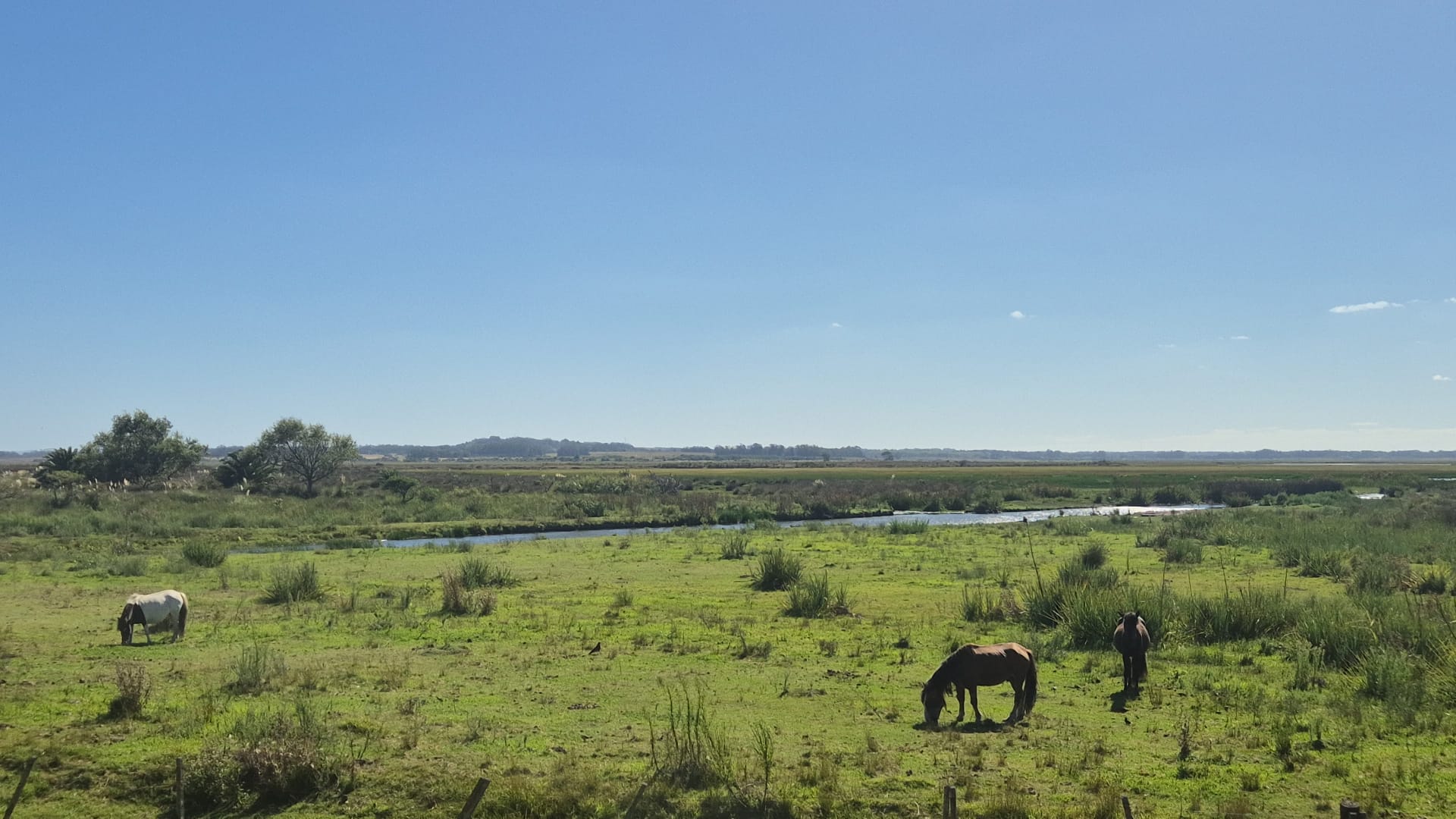 limpieza cañada humedal