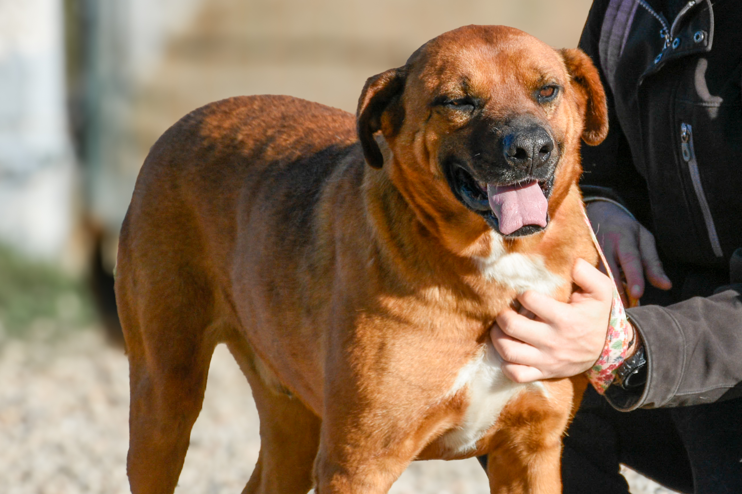 Bienestar animal: esta semana habrá castraciones en La Capuera, Maldonado y San Carlos