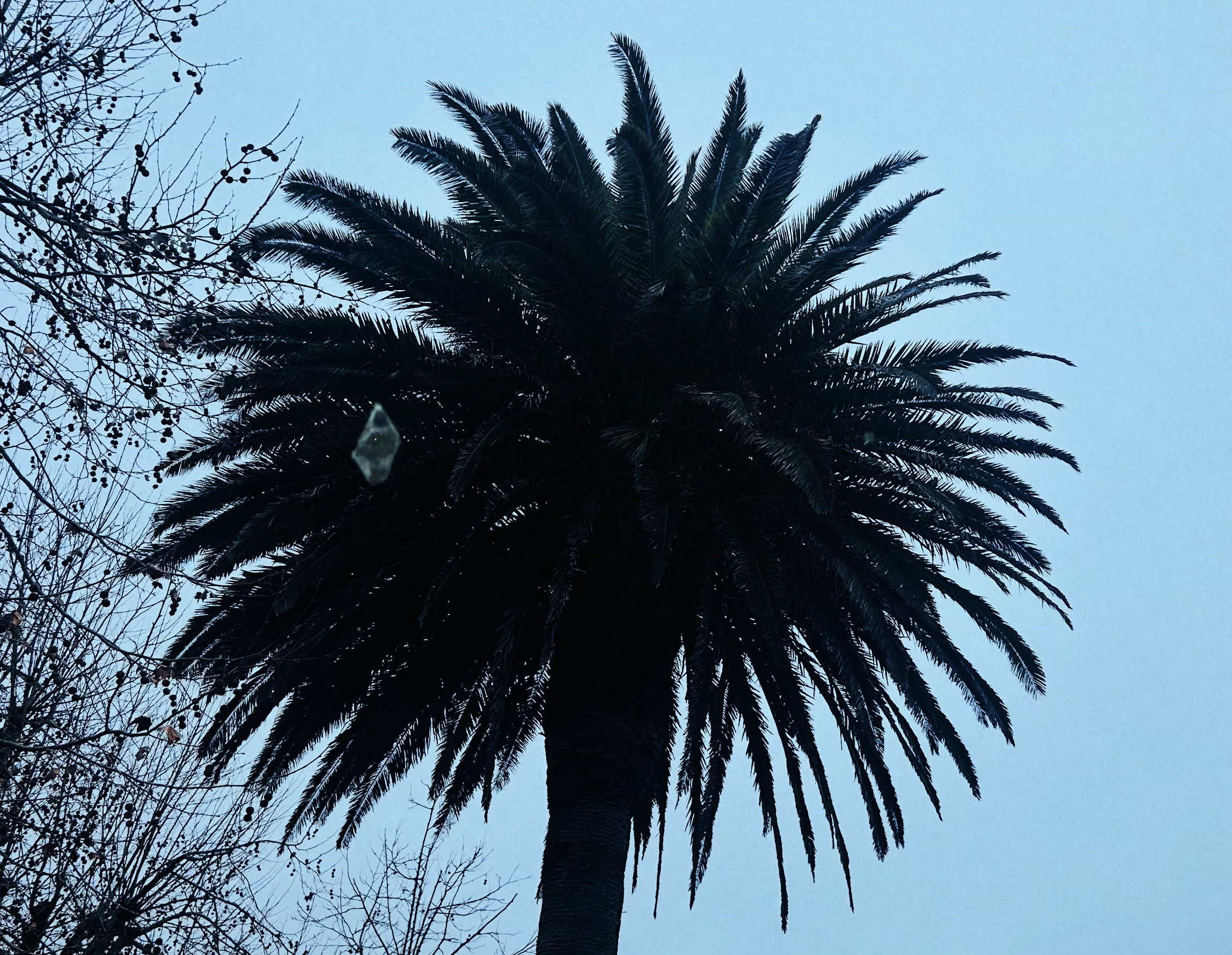 Palmeras