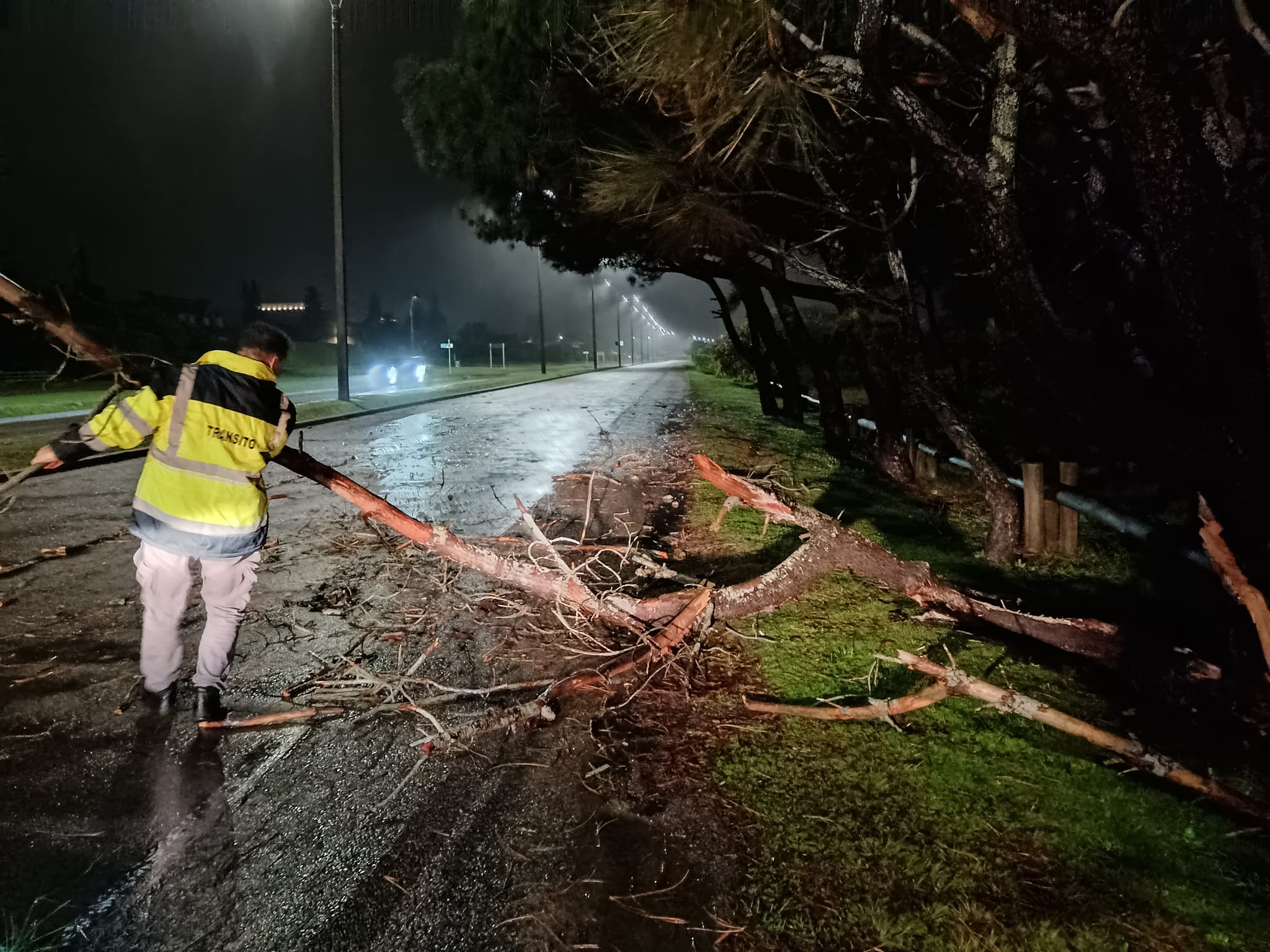 Ciclón extratropical dejó árboles caídos, sobre casas y automóviles, columnas de luz derribadas