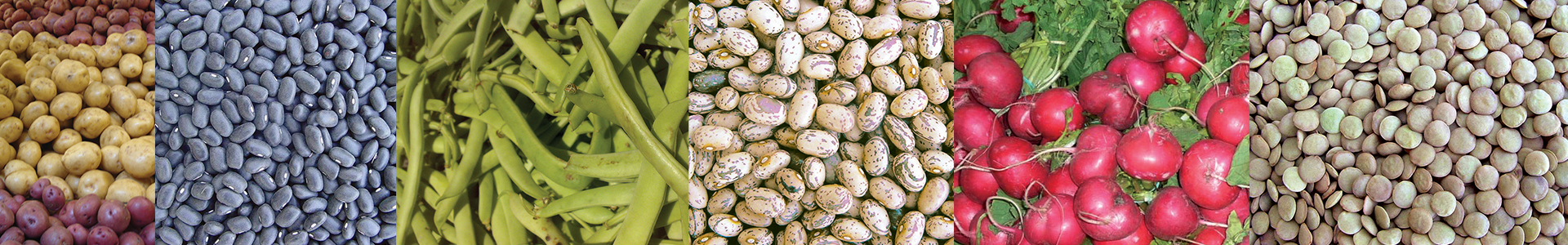 vegetales2