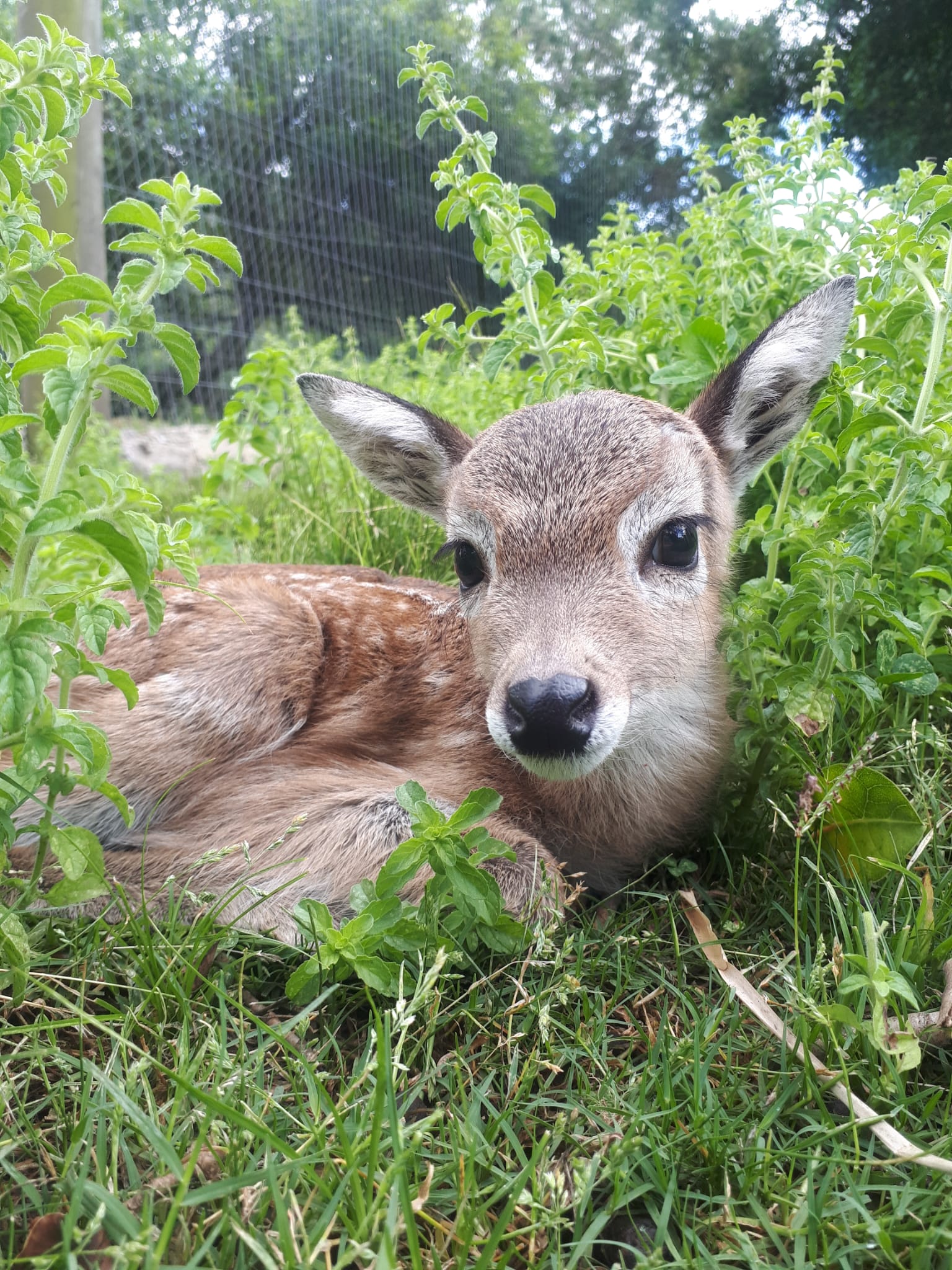 ej